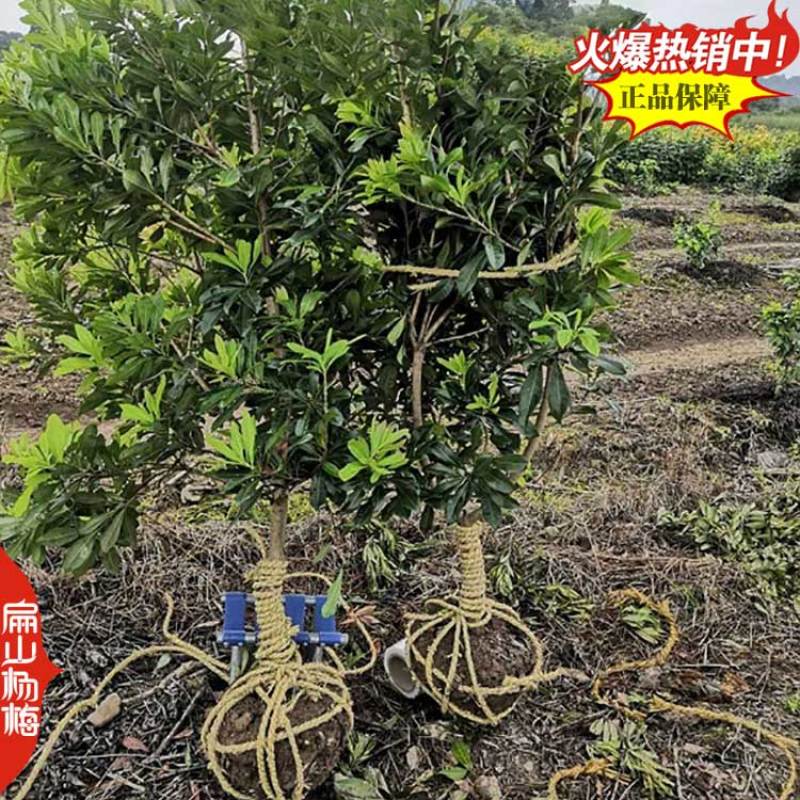 高压米径杨梅树苗福建基地地径3-5-2-8-10公分