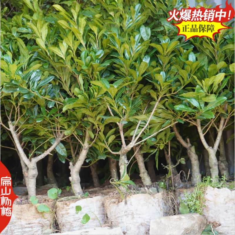 棒棒糖树型杨梅苗福建高杆丛生高压绿化杨梅批发8万珠