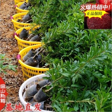 广西杨梅苗培育基地钦州杨梅苗批发高压高杆棒棒糖造型