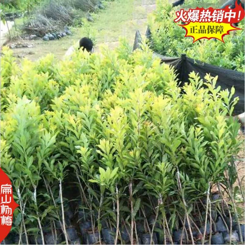 广西杨梅苗培育基地钦州杨梅苗批发高压高杆棒棒糖造型