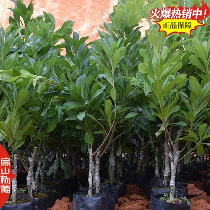 广西杨梅苗培育基地钦州杨梅苗批发高压高杆棒棒糖造型