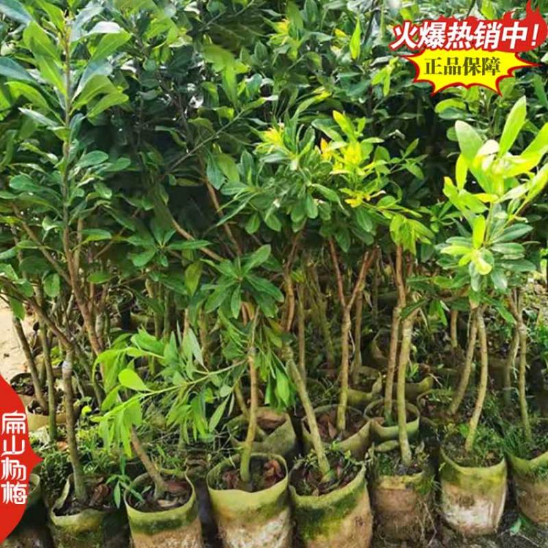 桂林高压东魁杨梅苗1-2-3年生大黑炭水晶杨梅小杯苗