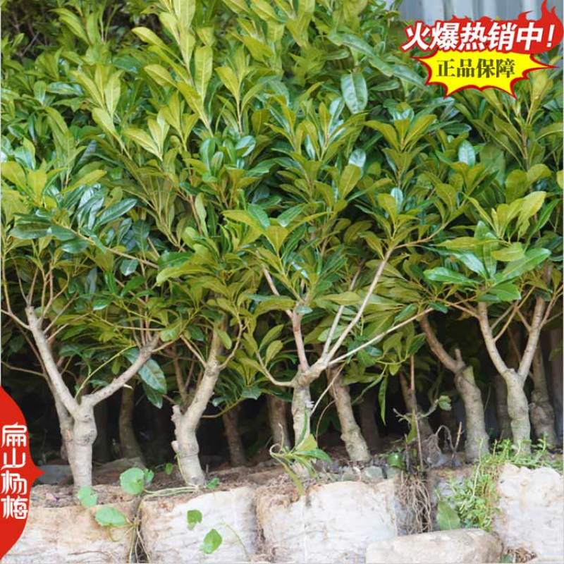 桂林高压东魁杨梅苗1-2-3年生大黑炭水晶杨梅小杯苗