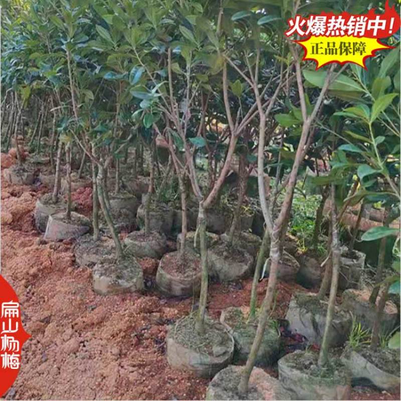 桂林高压东魁杨梅苗1-2-3年生大黑炭水晶杨梅小杯苗