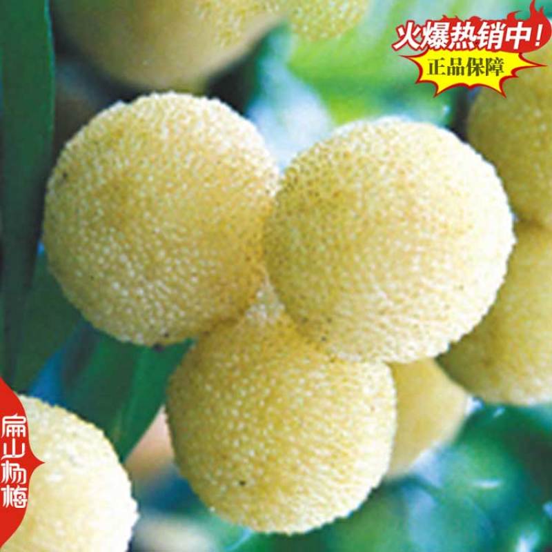 桂林高压东魁杨梅苗1-2-3年生大黑炭水晶杨梅小杯苗
