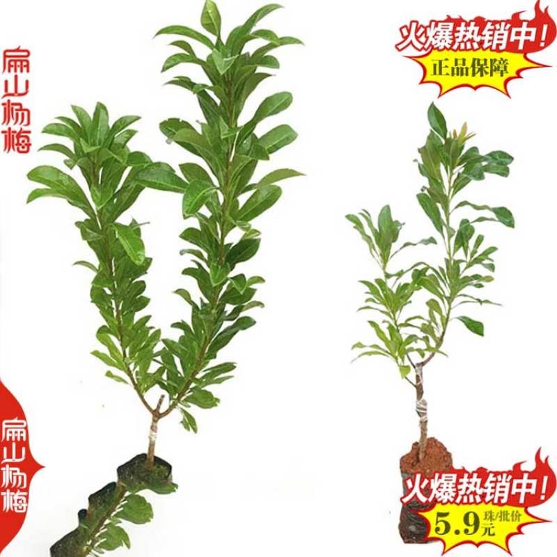 标准特大果杨梅树苗培育小果早熟中果早佳杨梅苗批发28