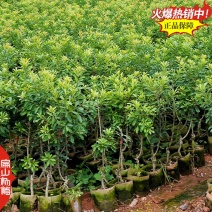 标准特大果杨梅树苗培育小果早熟中果早佳杨梅苗批发28