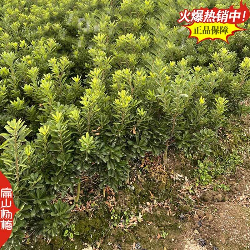 标准特大果杨梅树苗培育小果早熟中果早佳杨梅苗批发28