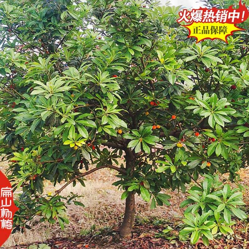 标准特大果杨梅树苗培育小果早熟中果早佳杨梅苗批发28