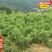 打卡广西扁山水晶杨梅果王高压大黑炭杨梅苗批发1-2米