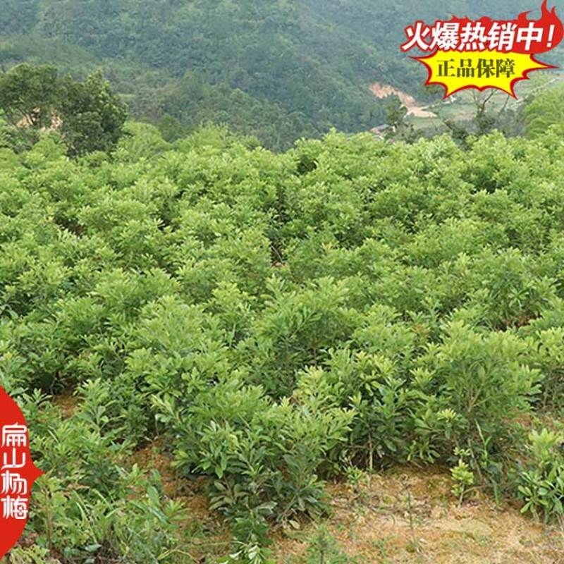 打卡广西扁山水晶杨梅果王高压大黑炭杨梅苗批发1-2米
