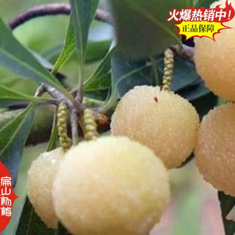 打卡广西扁山水晶杨梅果王高压大黑炭杨梅苗批发1-2米