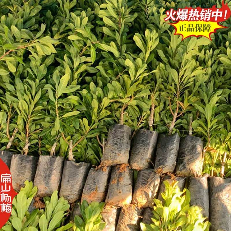 新漳州早杨梅苗无纺布杨梅苗8小杯15中杯25大杯