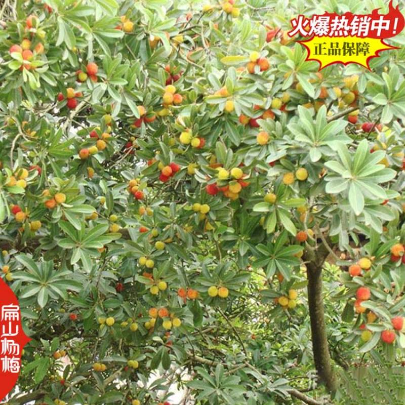 新漳州早杨梅苗无纺布杨梅苗8小杯15中杯25大杯