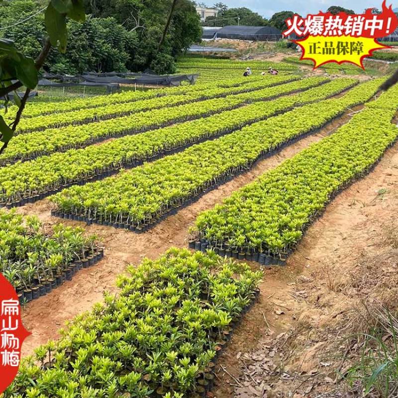 来大杨梅苗货源产地省福建浙江广西湖南东魁黑炭100万珠