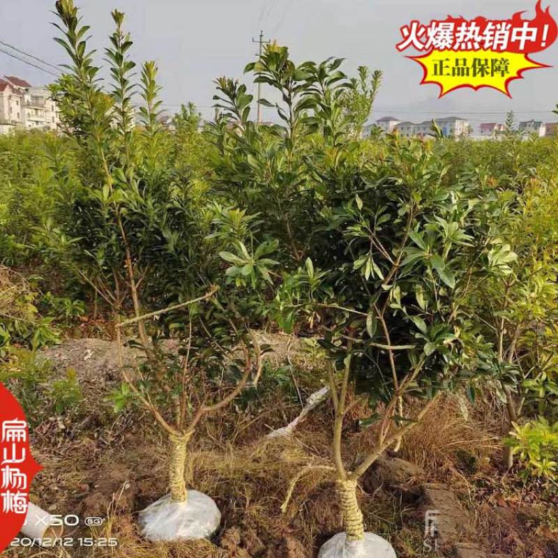 来大杨梅苗货源产地省福建浙江广西湖南东魁黑炭100万珠