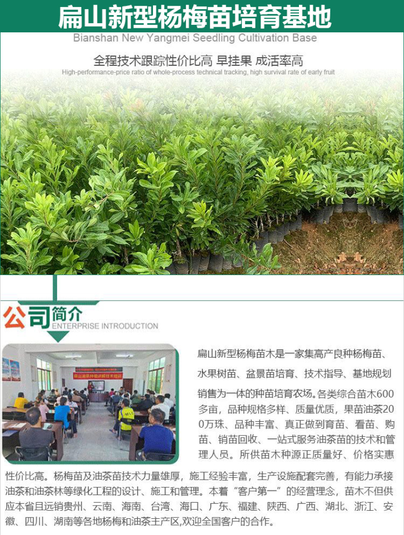来大杨梅苗货源产地省福建浙江广西湖南东魁黑炭100万珠