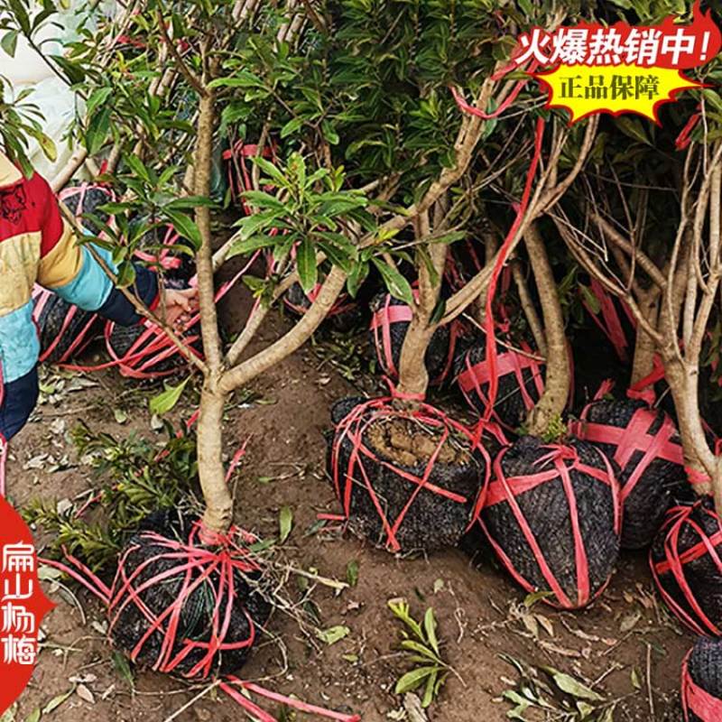 永州王子安海杨梅小杯苗培育基地湖南早熟杨梅苗80万珠