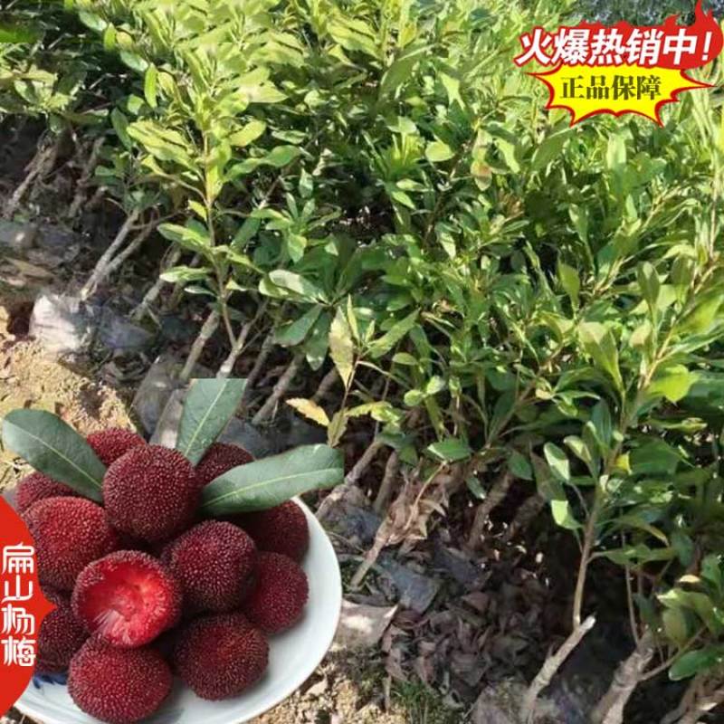 永州王子安海杨梅小杯苗培育基地湖南早熟杨梅苗80万珠