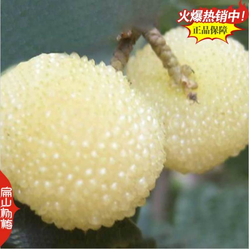 永州王子安海杨梅小杯苗培育基地湖南早熟杨梅苗80万珠