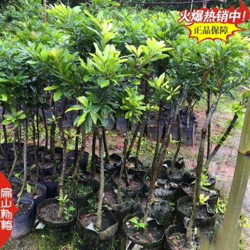 永州王子安海杨梅小杯苗培育基地湖南早熟杨梅苗80万珠