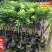 永州王子安海杨梅小杯苗培育基地湖南早熟杨梅苗80万珠