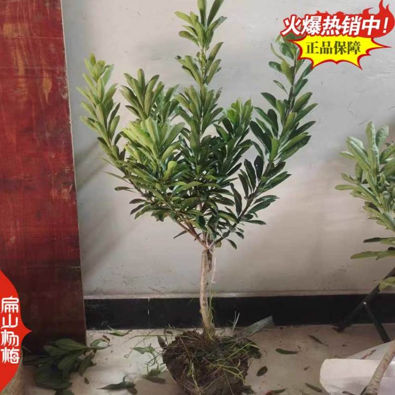 永州王子安海杨梅小杯苗培育基地湖南早熟杨梅苗80万珠