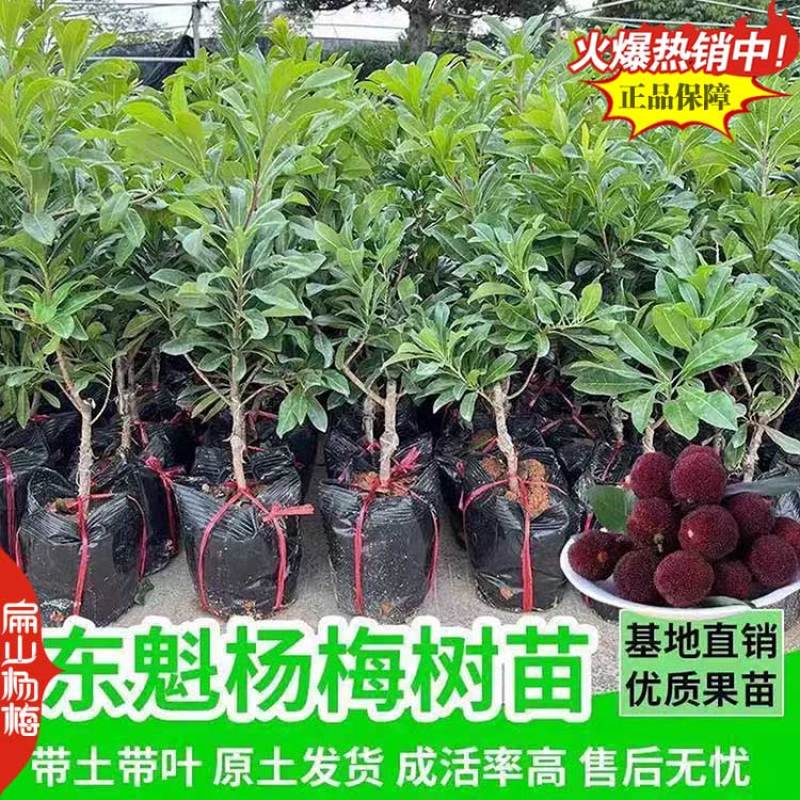 怀化特甜巨大杨梅果树苗湖南杨梅果王地径3-5CM高1M