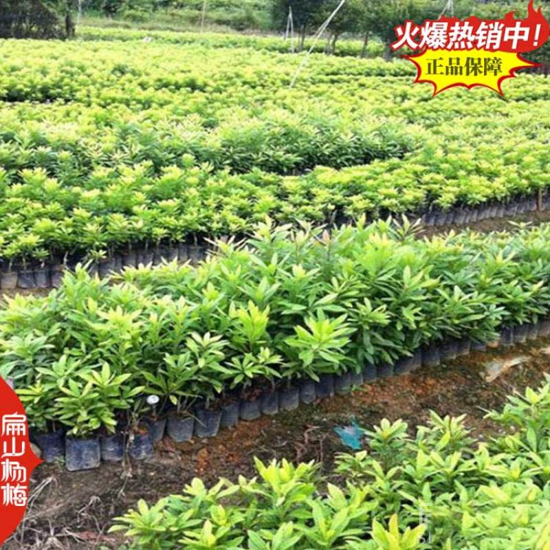 怀化特甜巨大杨梅果树苗湖南杨梅果王地径3-5CM高1M