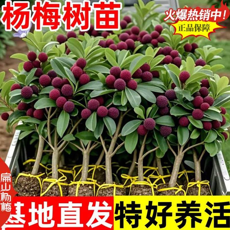 怀化甘棠镇大型杨梅苗培育基地早佳东魁早熟大黑炭9万珠