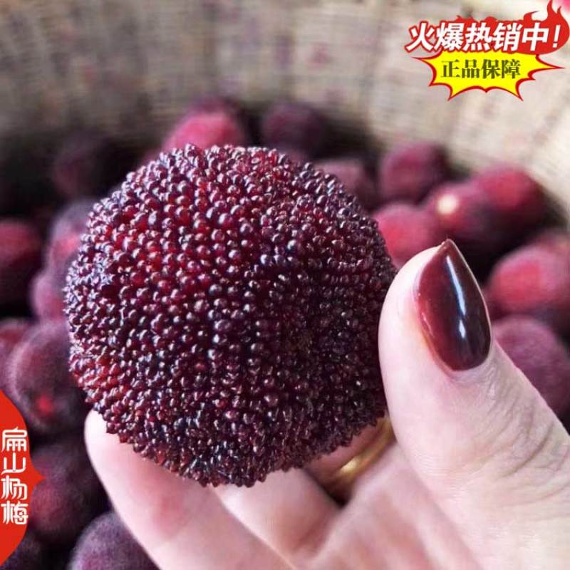 怀化甘棠镇大型杨梅苗培育基地早佳东魁早熟大黑炭9万珠
