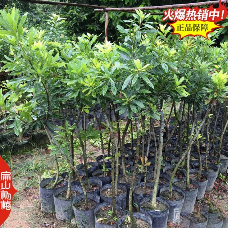 怀化甘棠镇大型杨梅苗培育基地早佳东魁早熟大黑炭9万珠