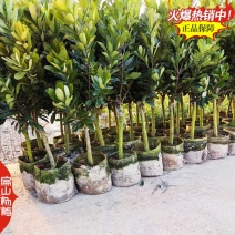 中国扁山杨梅苗生产培育源产地福建漳州浙江台州1亿珠