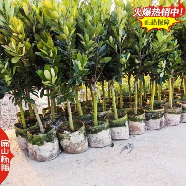 中国扁山杨梅苗生产培育源产地福建漳州浙江台州1亿珠