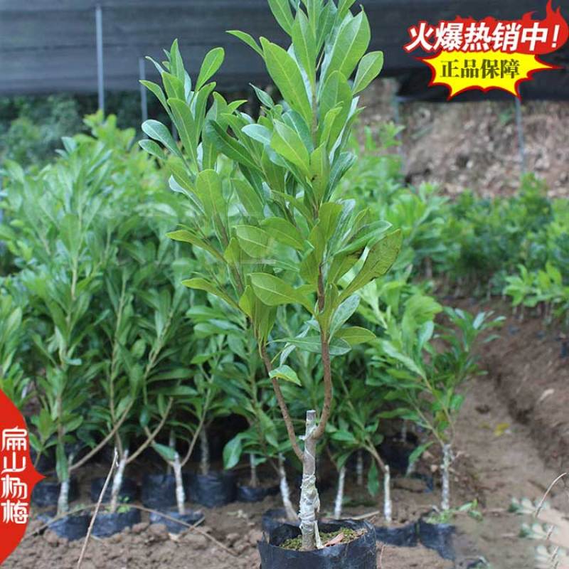 中国扁山杨梅苗生产培育源产地福建漳州浙江台州1亿珠