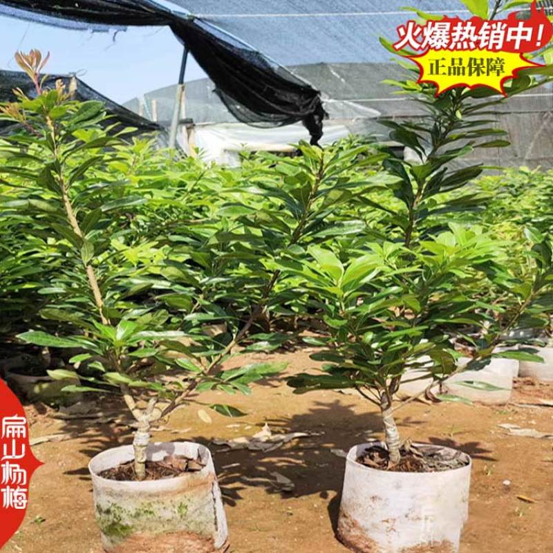 中国扁山杨梅苗生产培育源产地福建漳州浙江台州1亿珠
