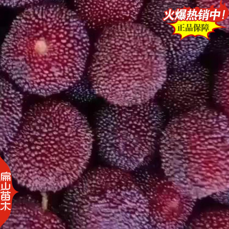 中国扁山杨梅苗生产培育源产地福建漳州浙江台州1亿珠