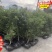 宁德水晶荸荠大叶2号杨梅小杯苗白丝软件特早杨梅树容器苗