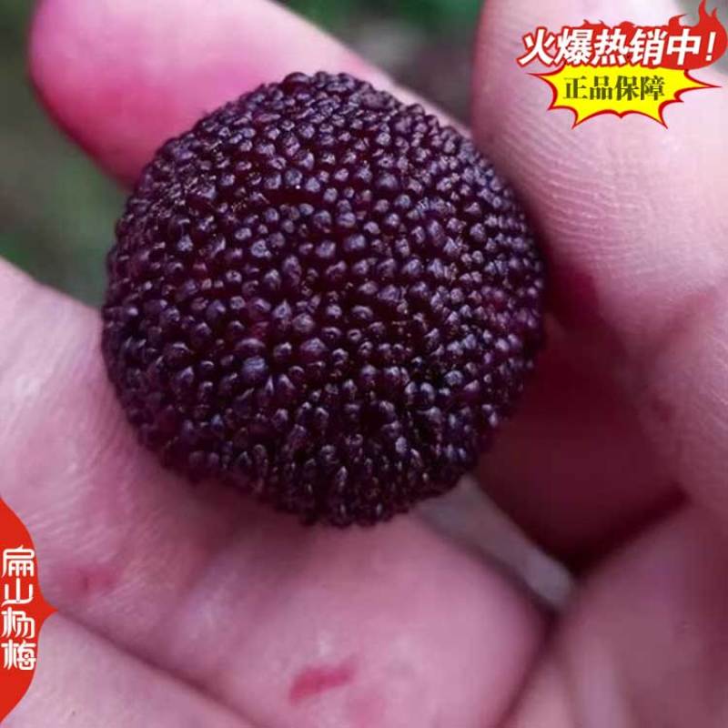 宁德水晶荸荠大叶2号杨梅小杯苗白丝软件特早杨梅树容器苗