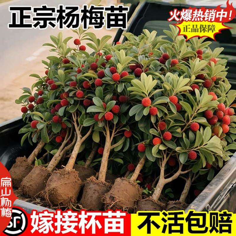 宁德水晶荸荠大叶2号杨梅小杯苗白丝软件特早杨梅树容器苗