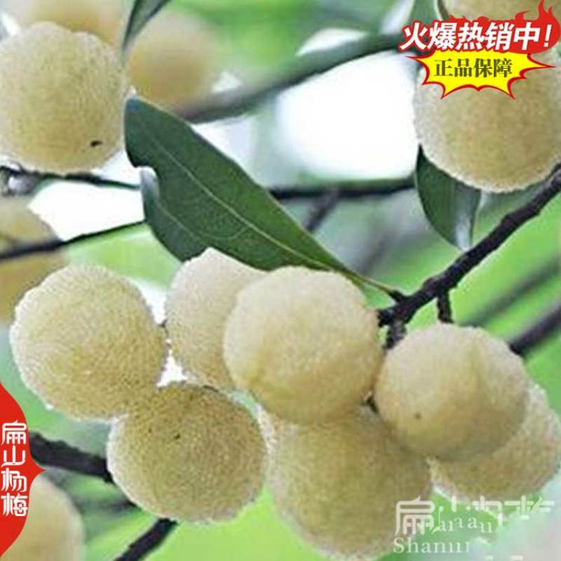 宁德水晶荸荠大叶2号杨梅小杯苗白丝软件特早杨梅树容器苗
