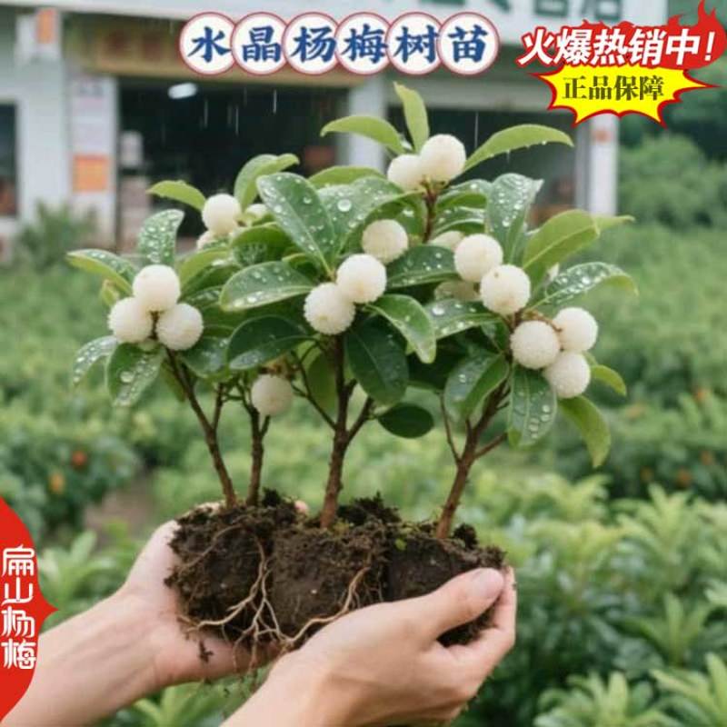 福建特大早熟杨梅小杯苗早佳特早变种早梅已挂杨梅小苗