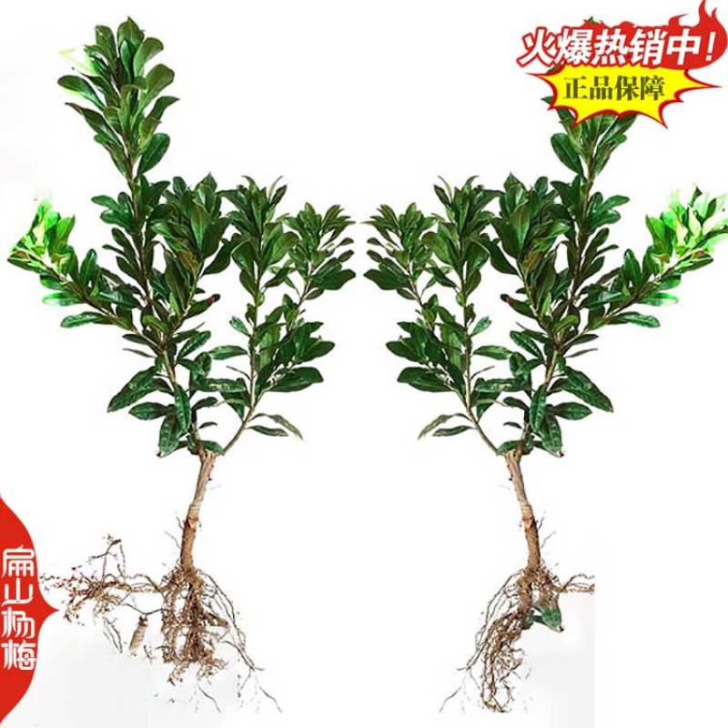 福建特大早熟杨梅小杯苗早佳特早变种早梅已挂杨梅小苗