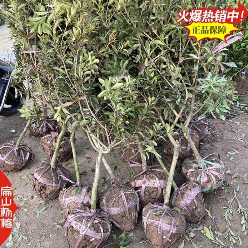 福建特大早熟杨梅小杯苗早佳特早变种早梅已挂杨梅小苗