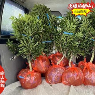 宁德大黑炭杨梅苗龙岩东魁2号泉州永树冠漳州特早熟