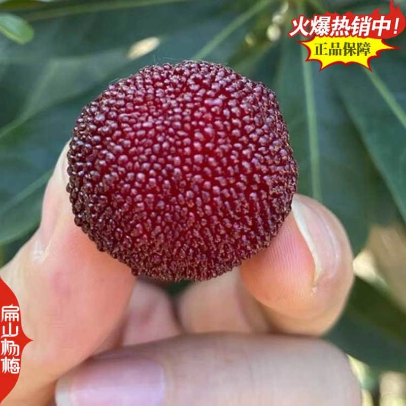 漳州特大早熟杨梅苗12杯15杯18-25-30杯树