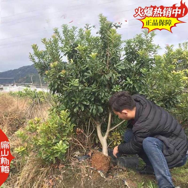 湖南黑高峰杨梅大杯苗黑瑞林荸荠黑炭杨梅树大杯苗1米
