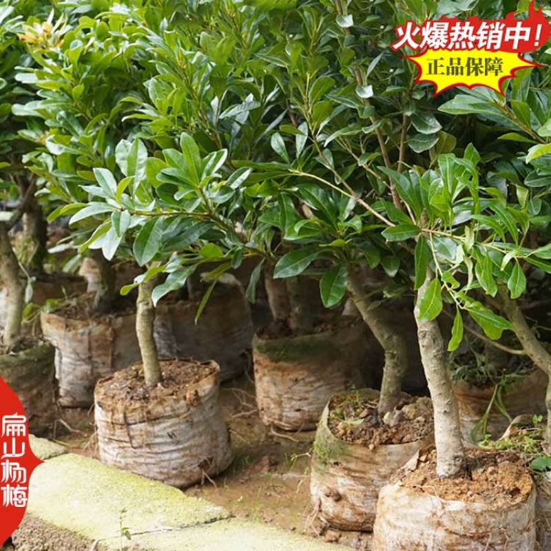 湖南黑高峰杨梅大杯苗黑瑞林荸荠黑炭杨梅树大杯苗1米