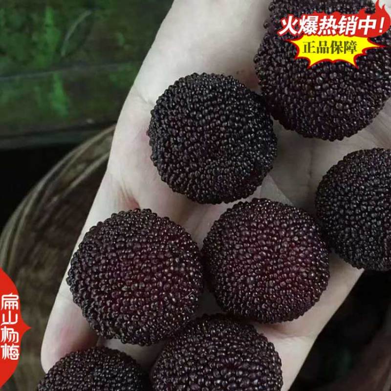 湖南黑高峰杨梅大杯苗黑瑞林荸荠黑炭杨梅树大杯苗1米