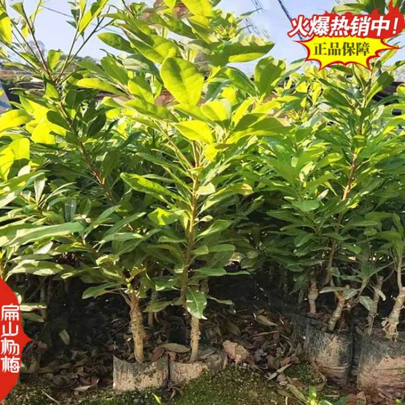 湖南黑高峰杨梅大杯苗黑瑞林荸荠黑炭杨梅树大杯苗1米
